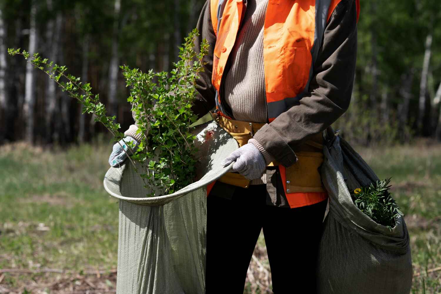 Trusted Helena Valley Northeast, MT Tree Service Experts